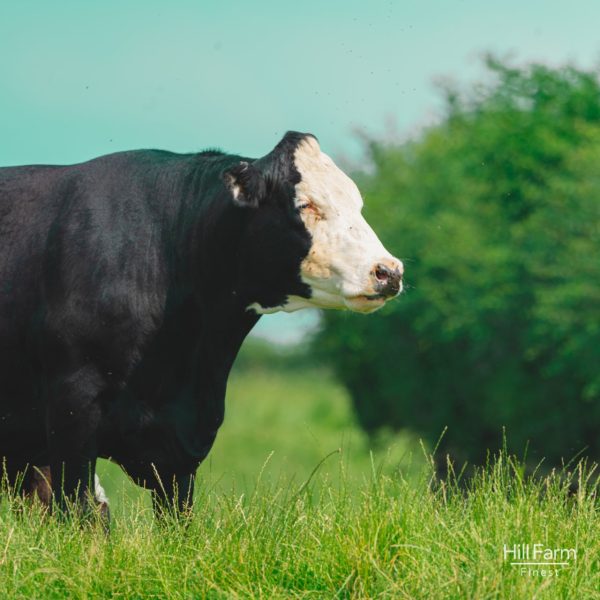 'Eid al-Adha 2025 - Angus Beef Cattle Udhiyyah Qurbani Sacrifice